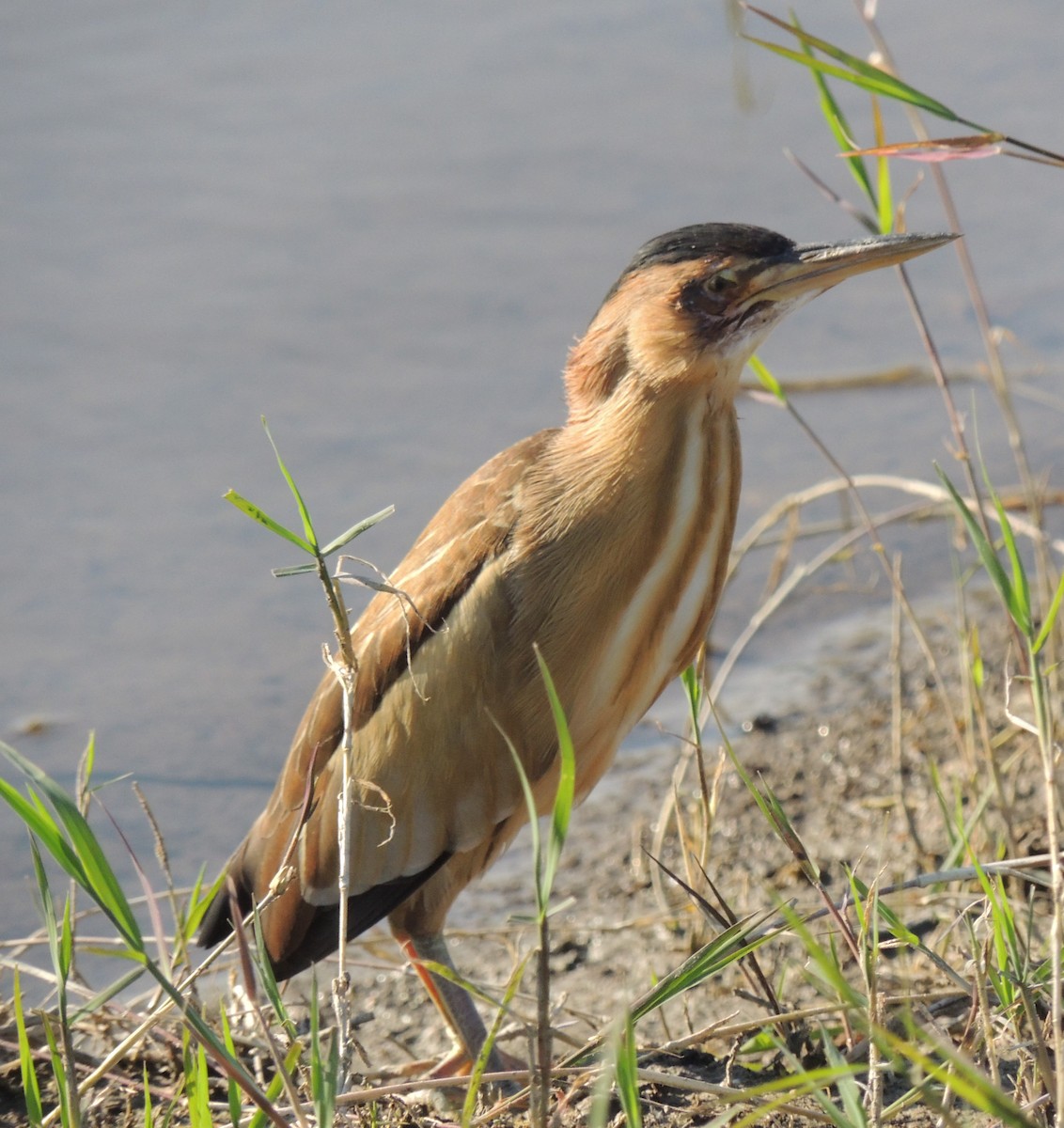 Little Bittern - Mark Easterbrook