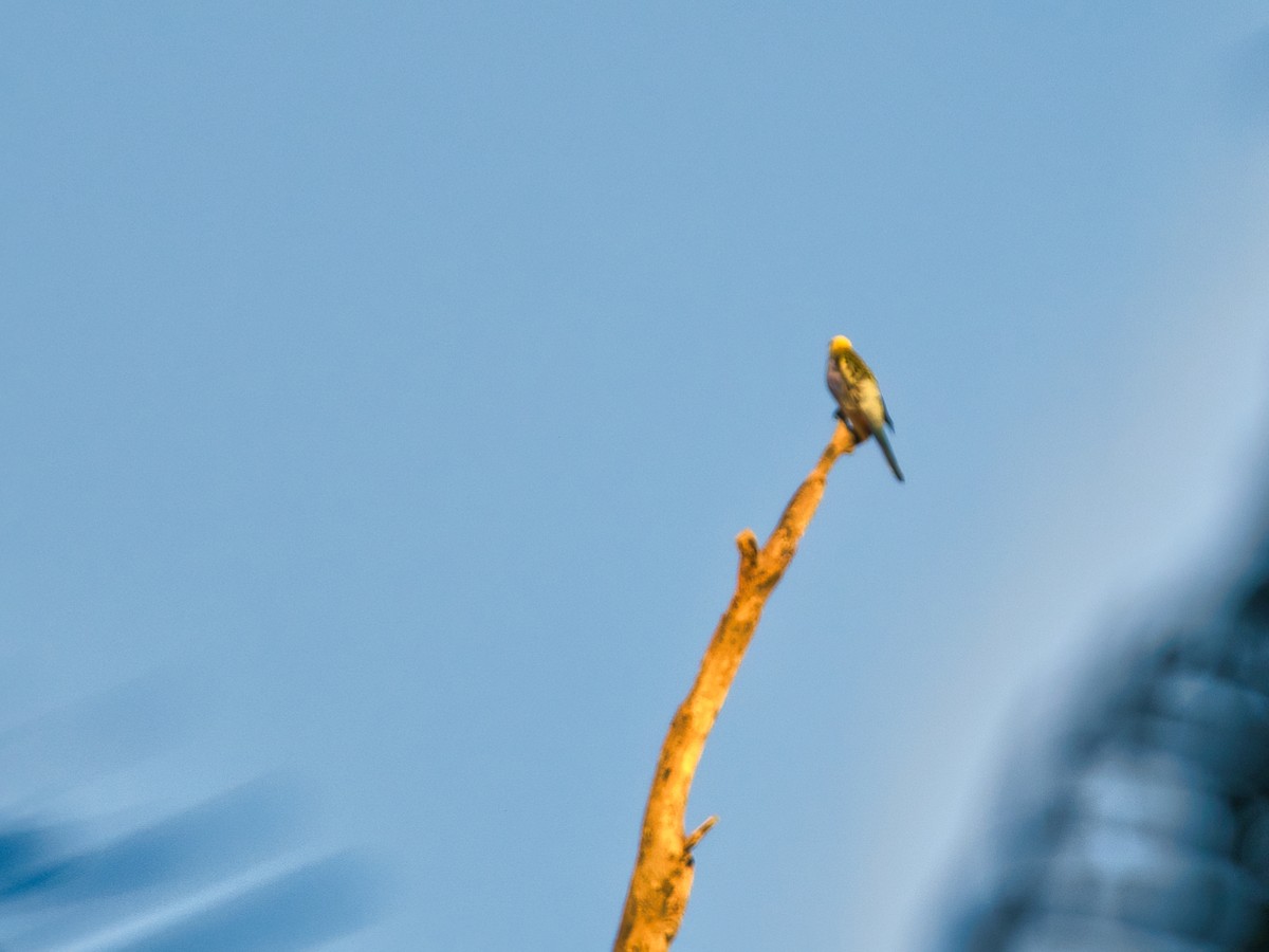 Pale-headed Rosella - Helen Leonard