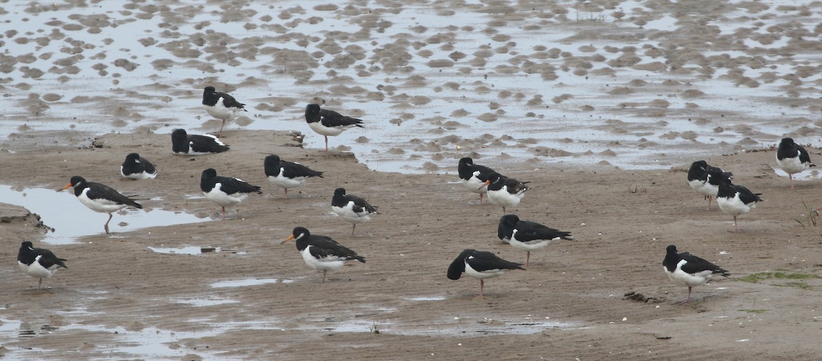 Eurasian Oystercatcher - ML619072311