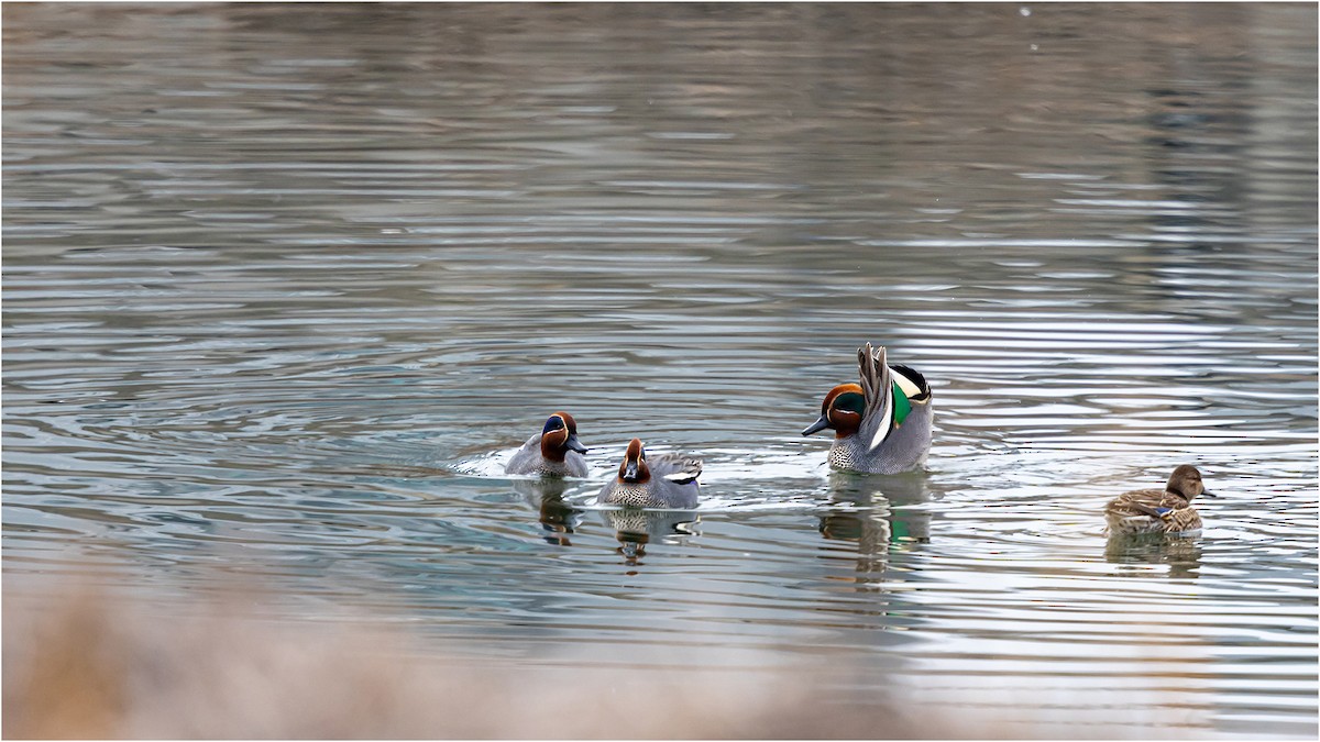 Green-winged Teal - ML619072322