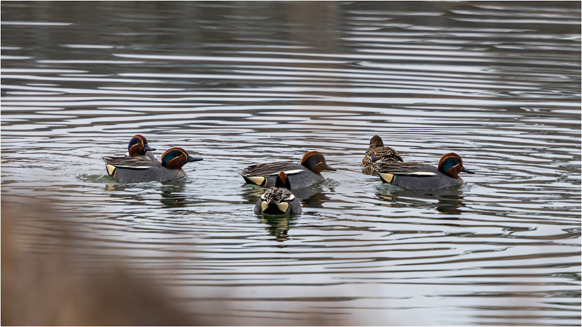 Green-winged Teal - ML619072323