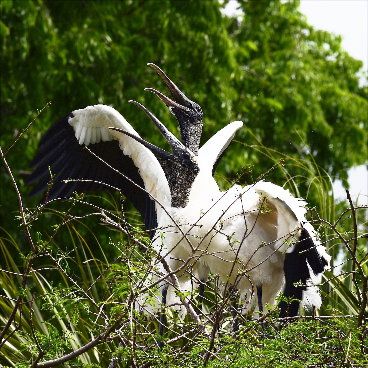 Wood Stork - Laura  Wolf