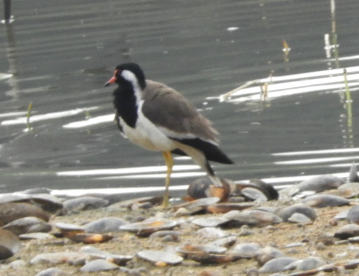 Red-wattled Lapwing - Manju Sinha