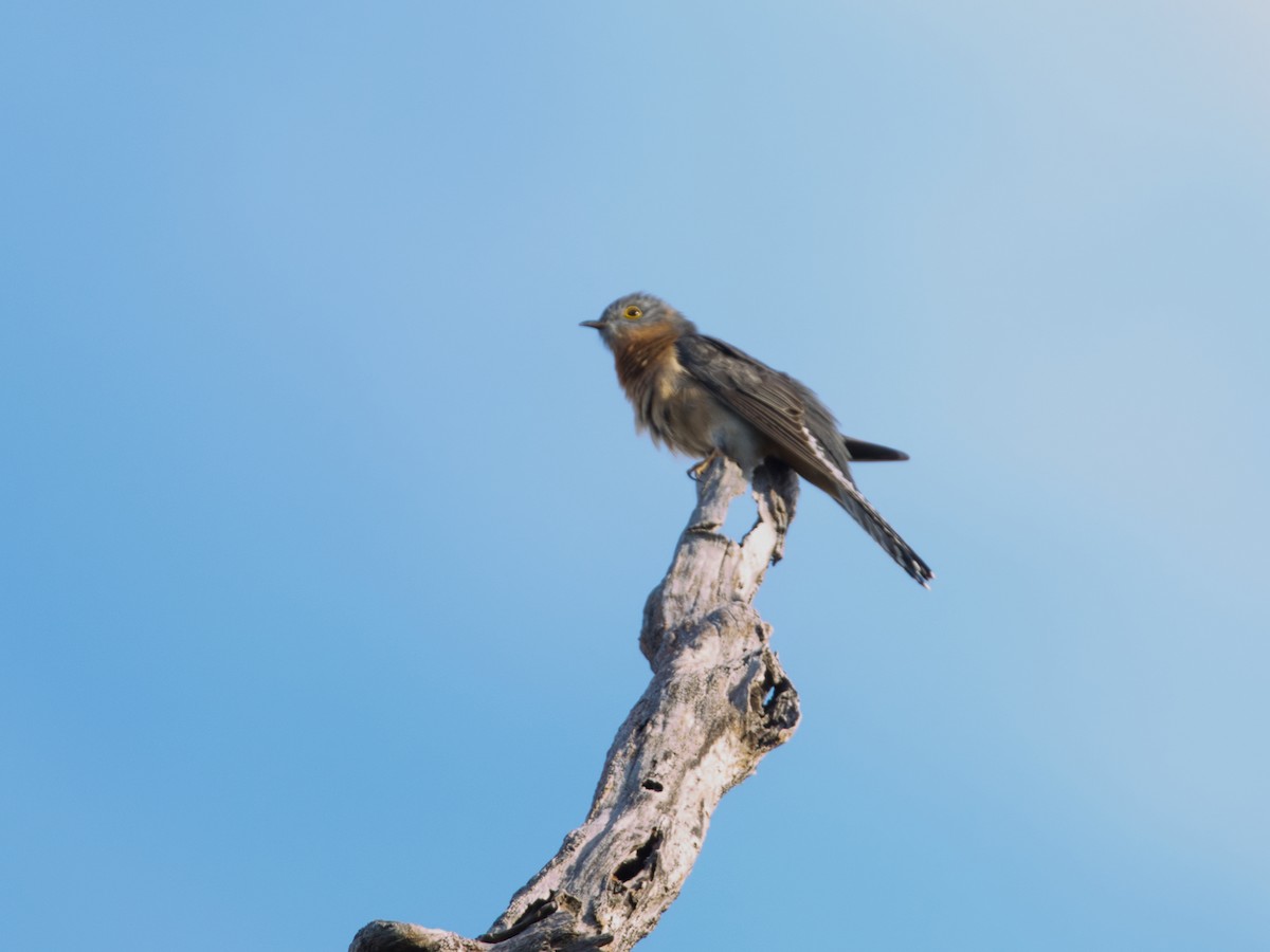 Fan-tailed Cuckoo - Helen Leonard