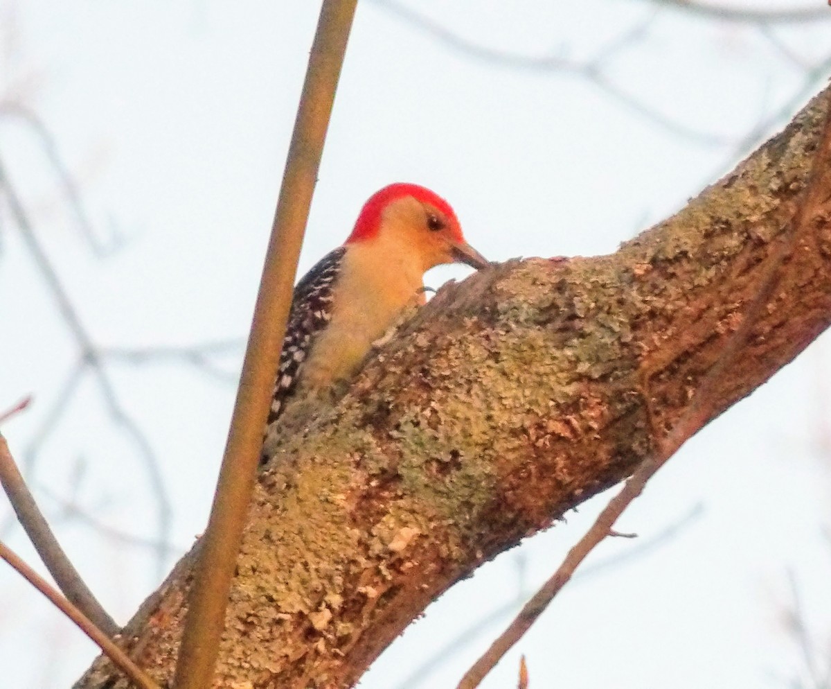 Red-bellied Woodpecker - Traci McDonough