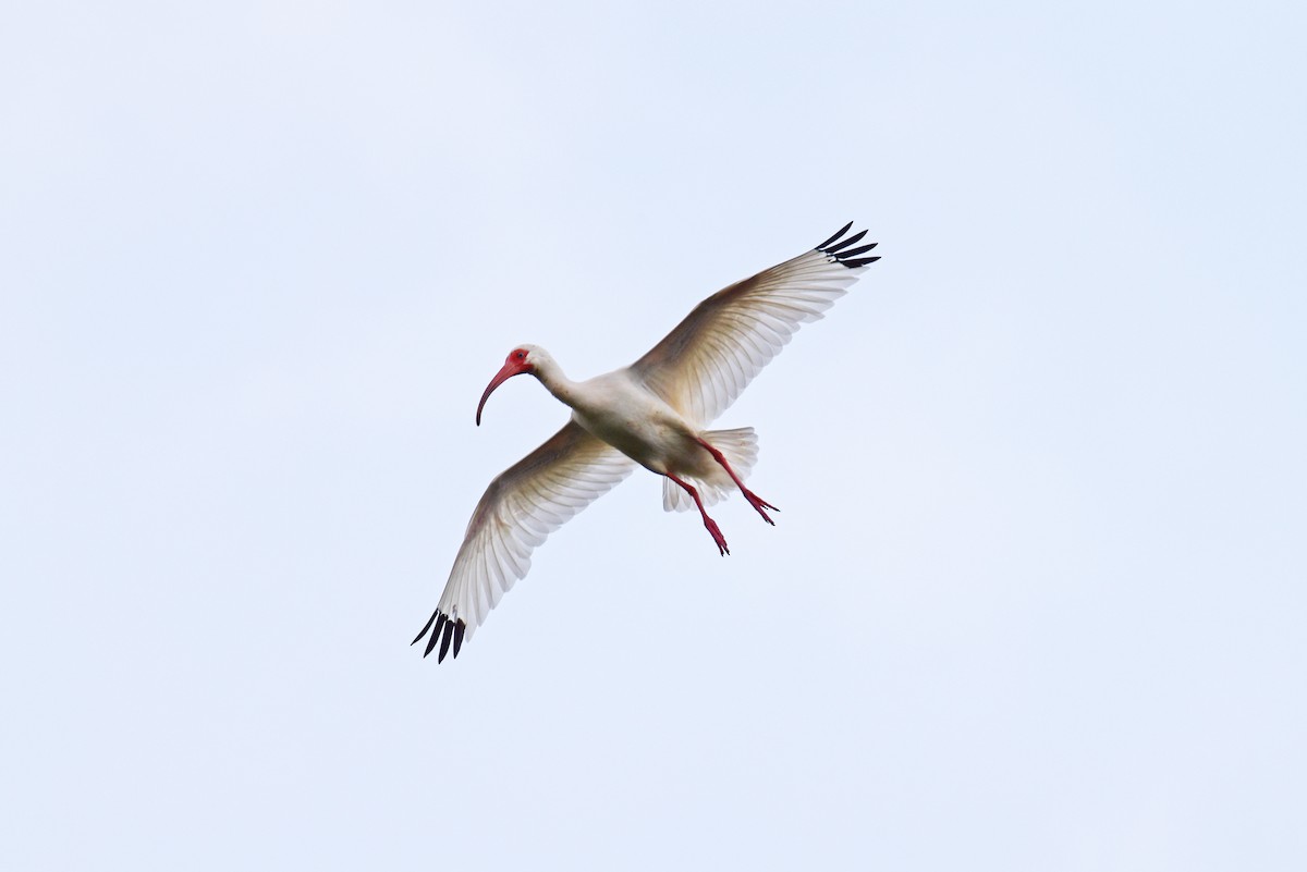 ibis bílý - ML619072438