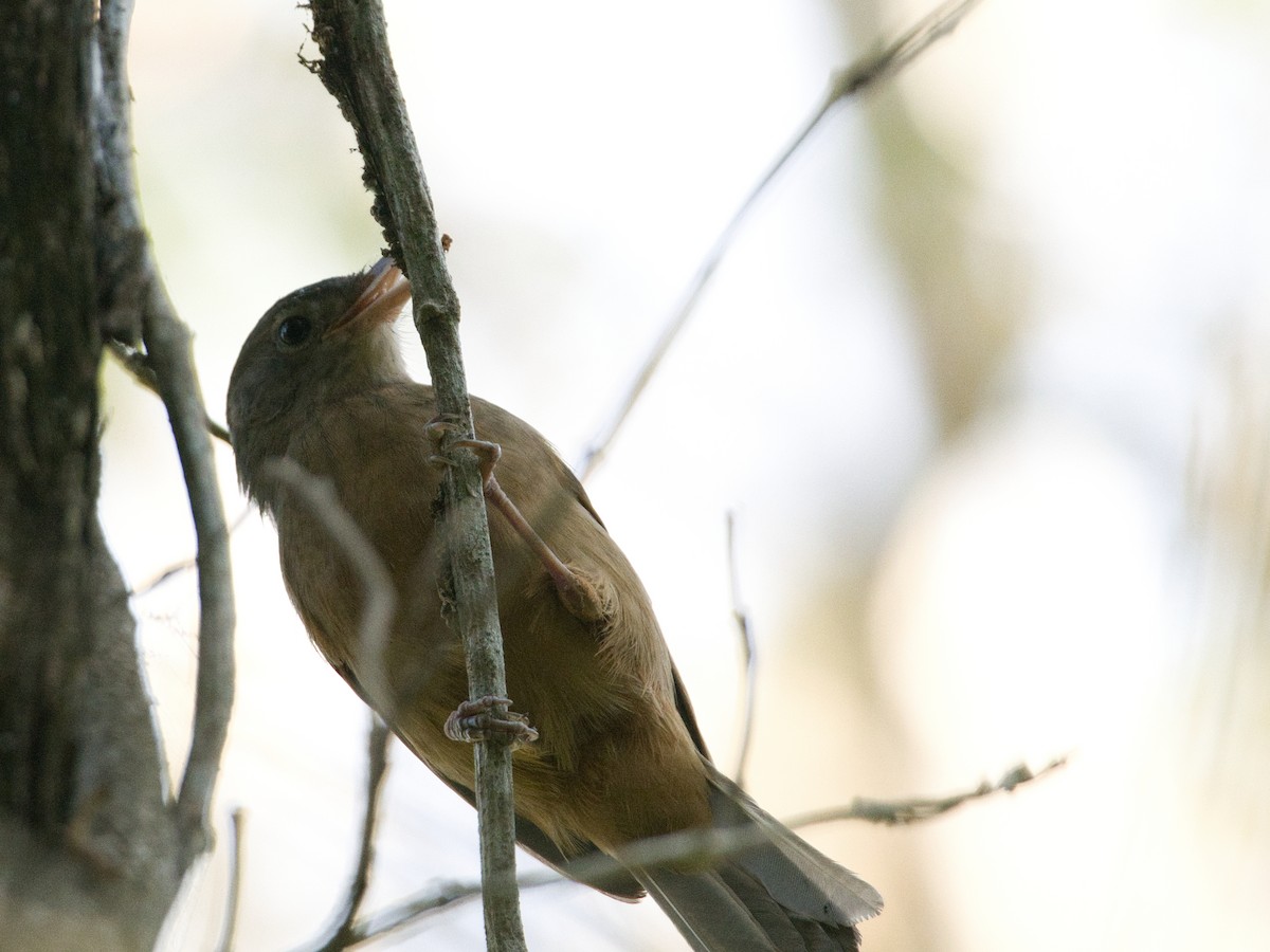 Rufous Shrikethrush - Helen Leonard