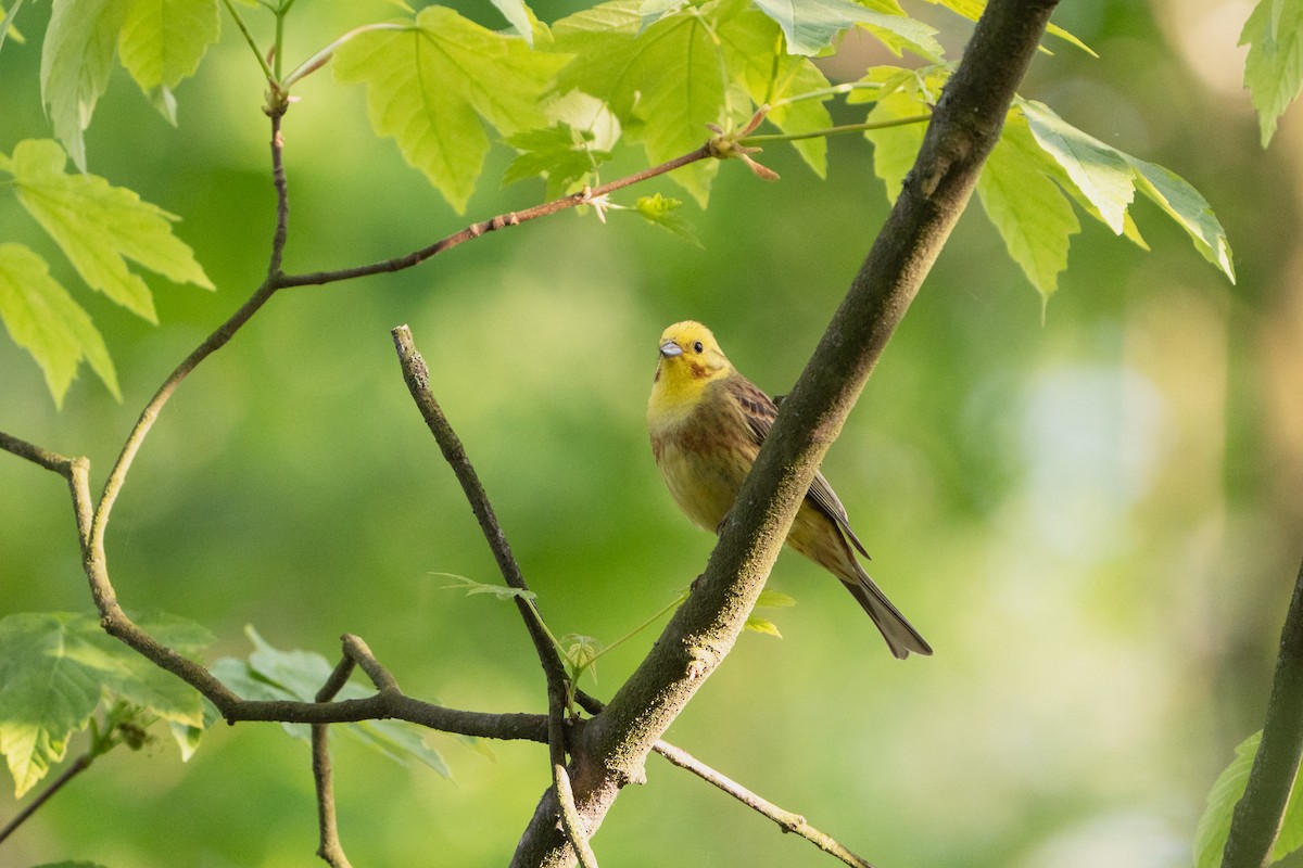 Yellowhammer - ML619072453