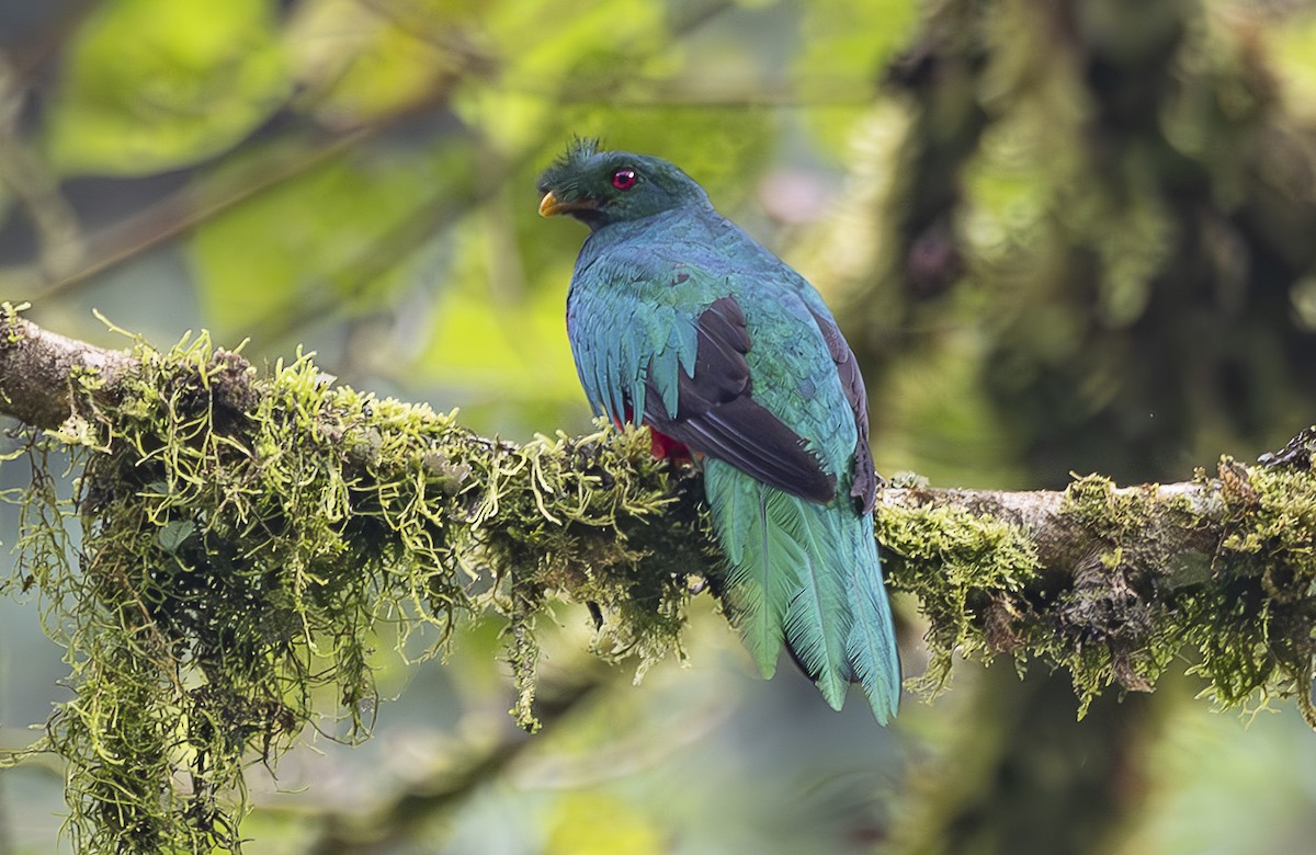 Crested Quetzal - ML619072469