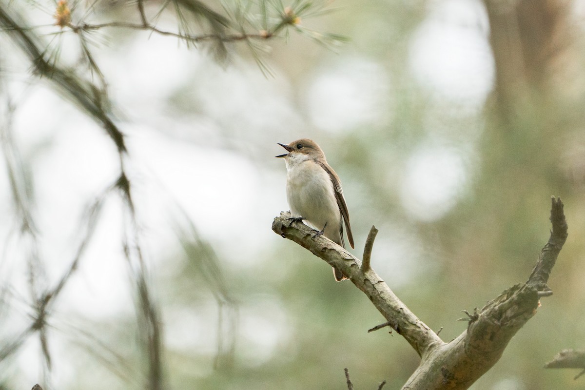 European Pied Flycatcher - ML619072483