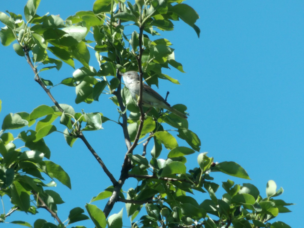 Greater Whitethroat - bielikowy M