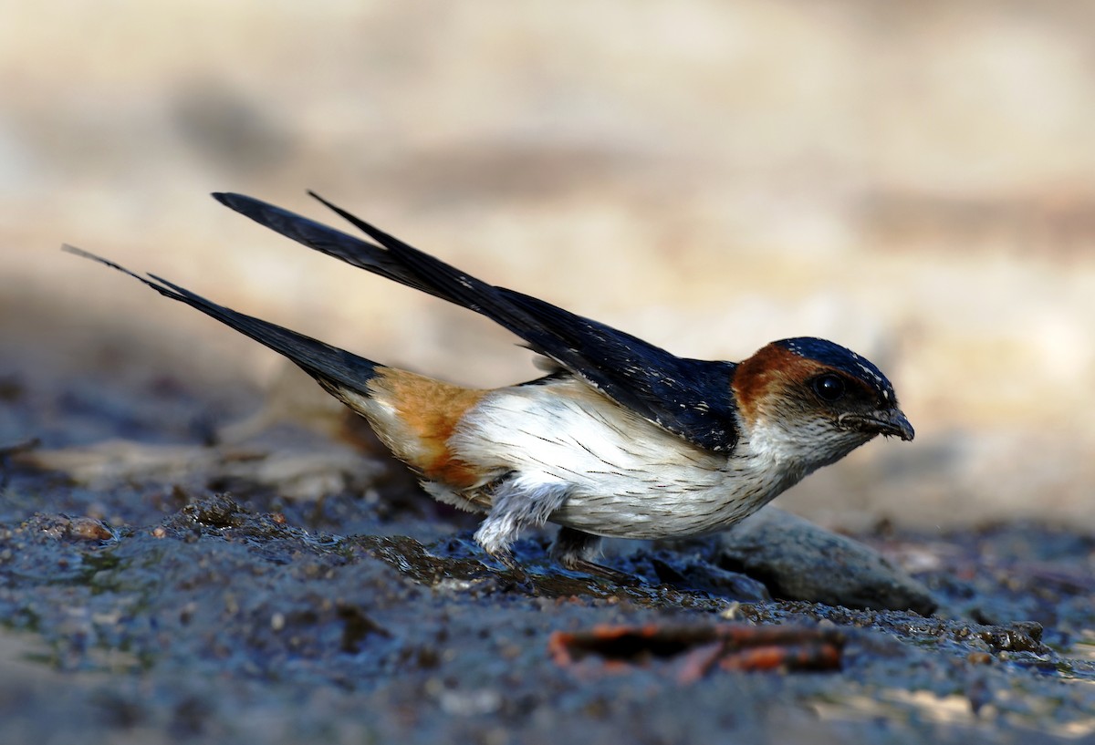 Red-rumped Swallow - Rohit Dwivedi