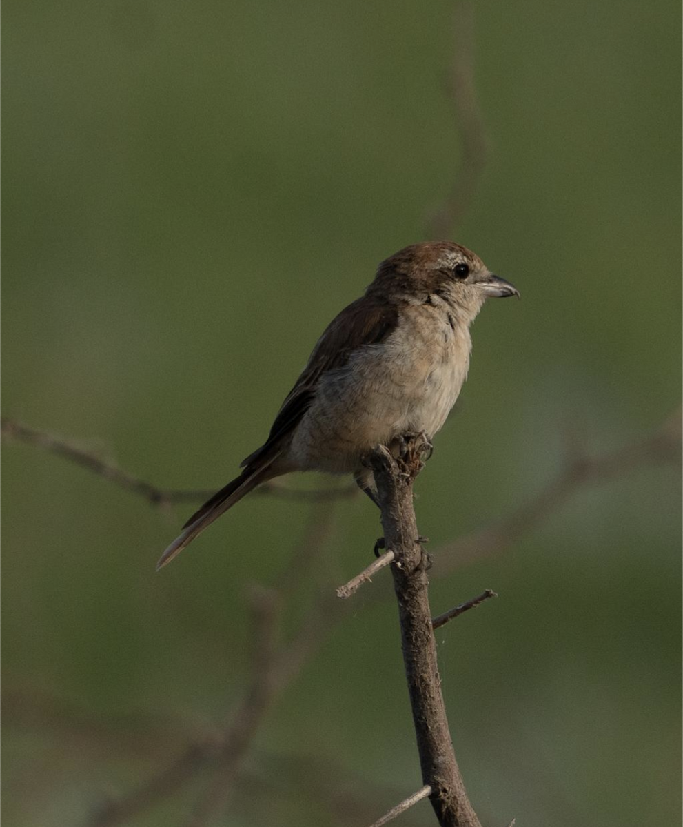 Brown Shrike - Vipin Paul