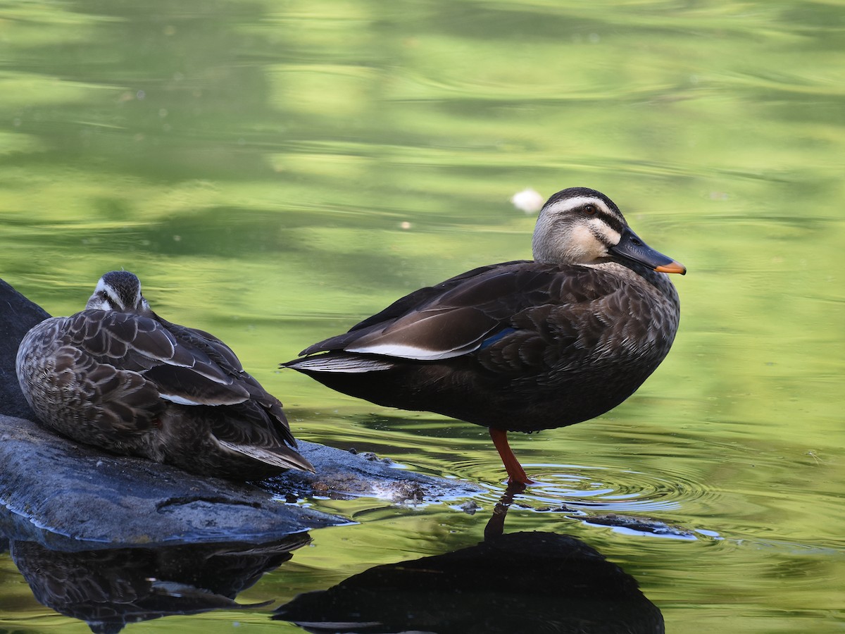 Eastern Spot-billed Duck - ML619072533