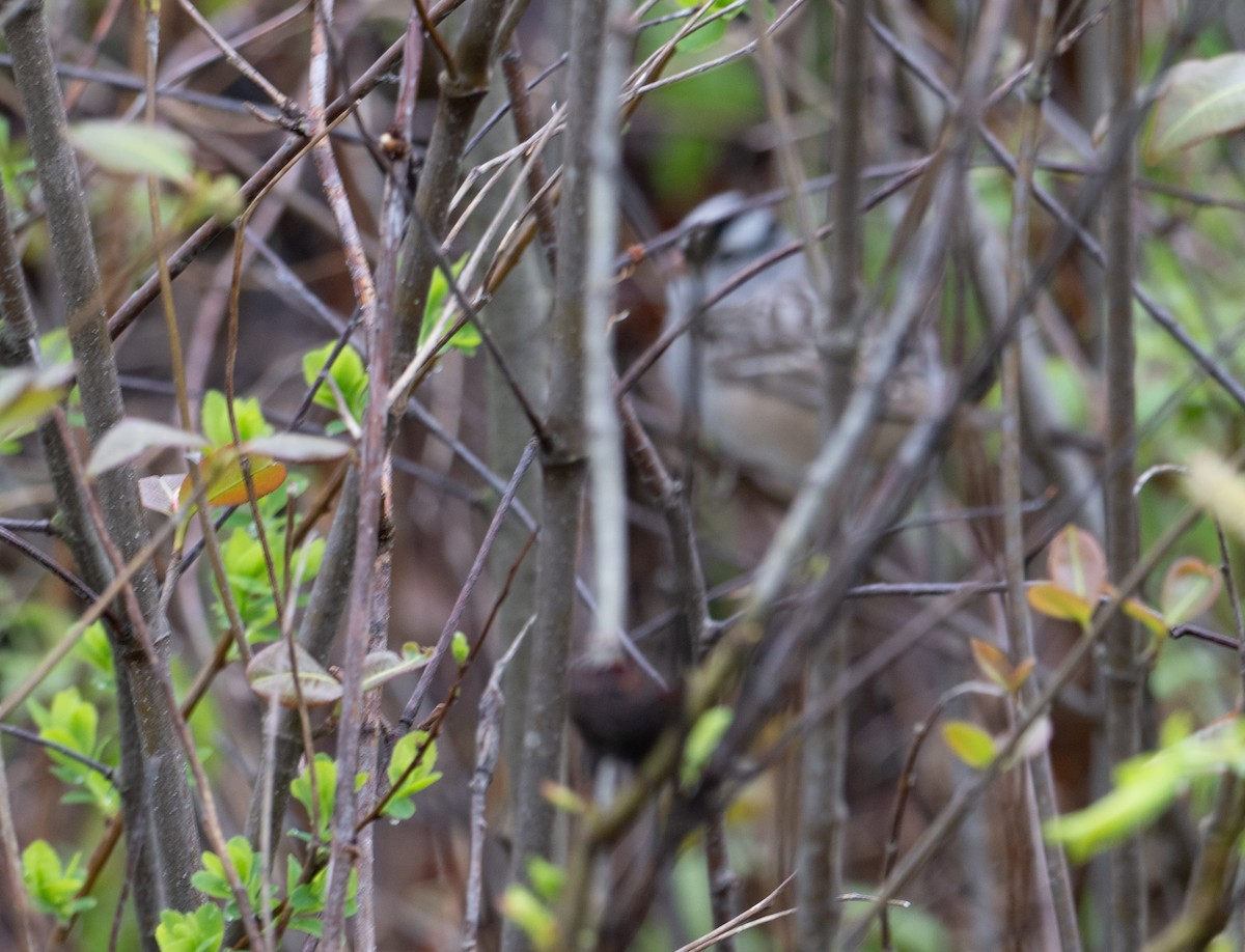 White-crowned Sparrow - thomas berriman