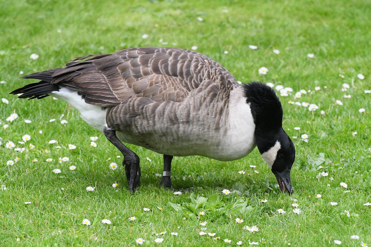 Canada Goose - Michael Louey