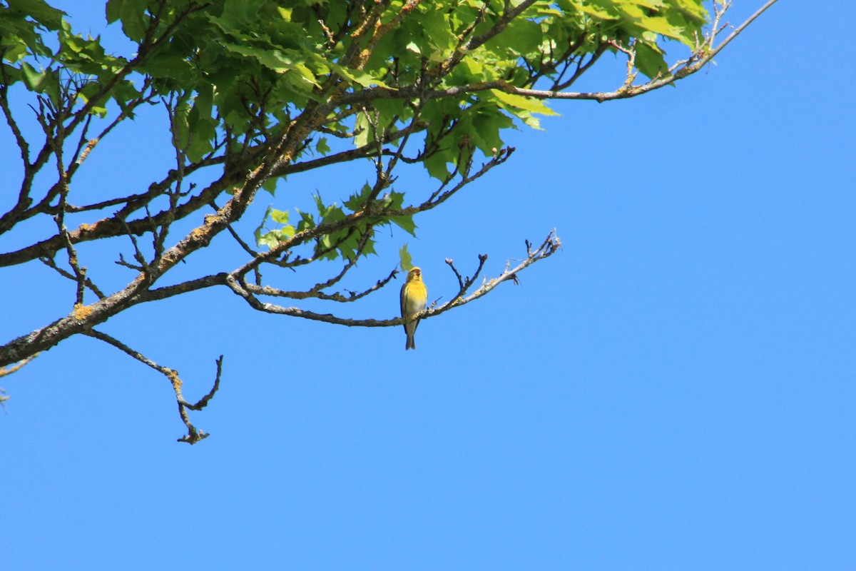 European Serin - Виктория Приходько