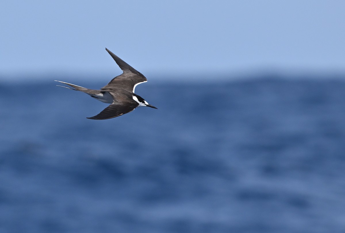 Sooty Tern - Albert Tsai