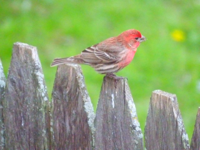 House Finch - Traci McDonough