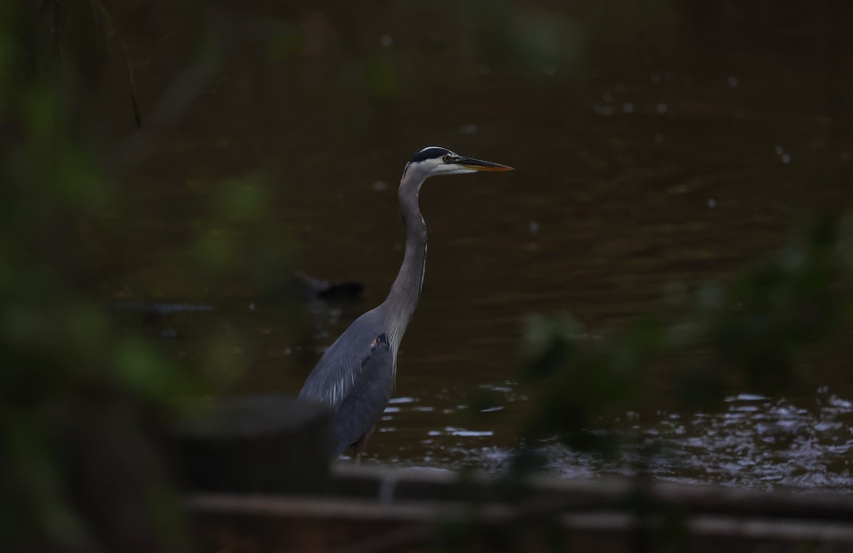 Great Blue Heron - Margareta Wieser