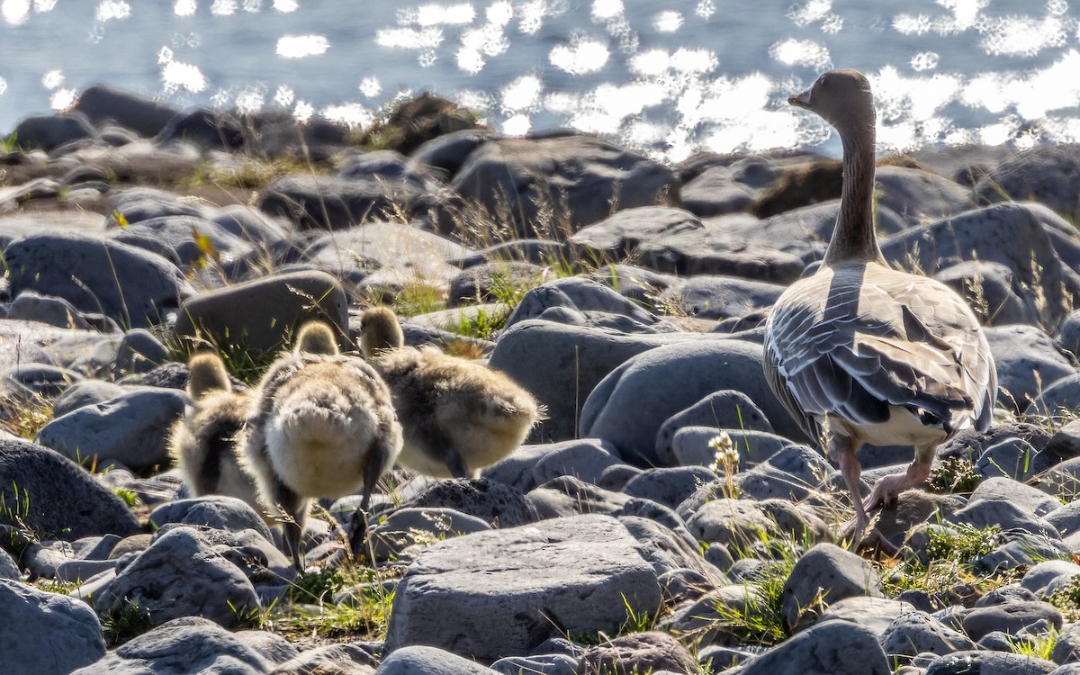 Pink-footed Goose - Eero Rasi