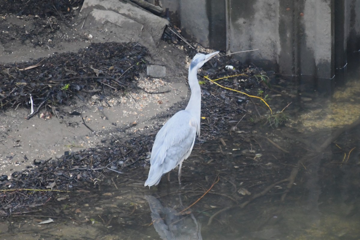 Gray Heron - Michael Louey