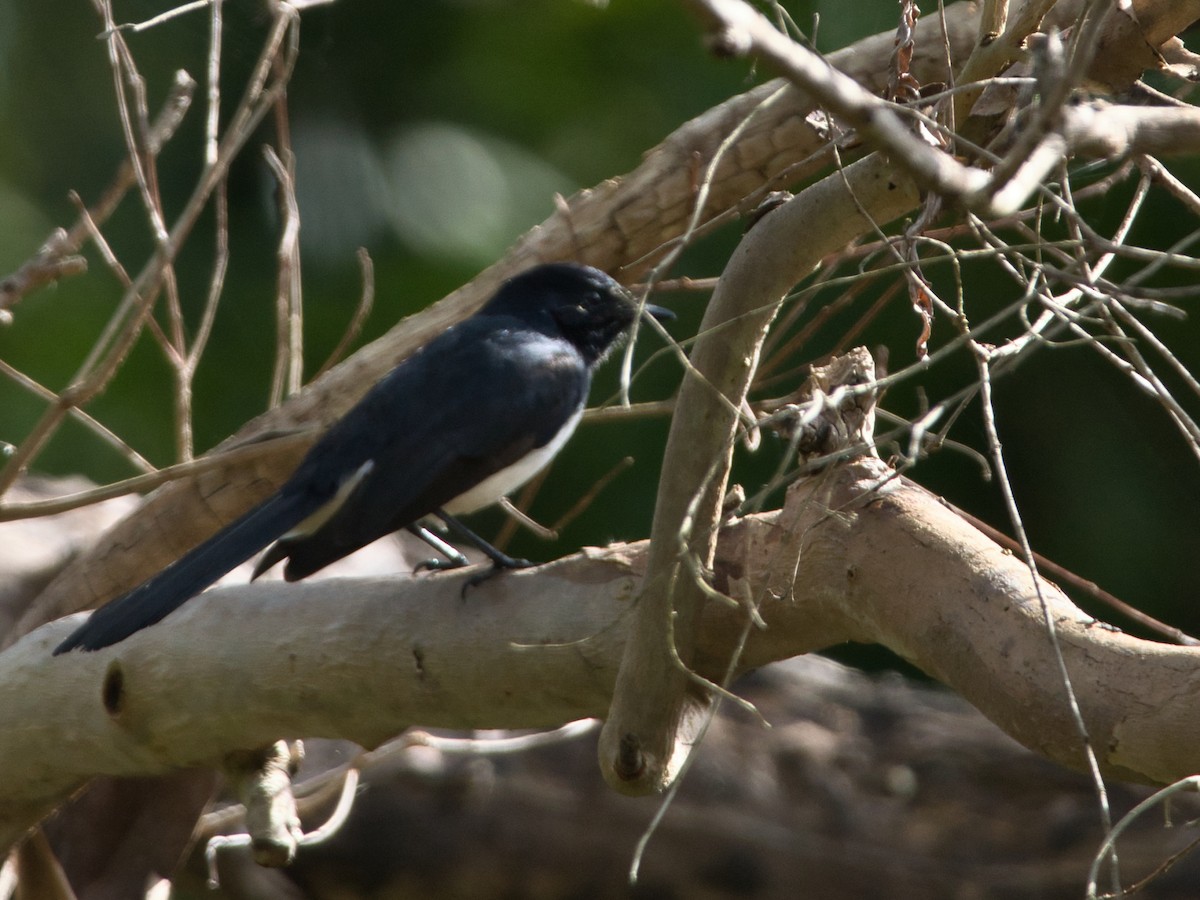 Willie-wagtail - Helen Leonard