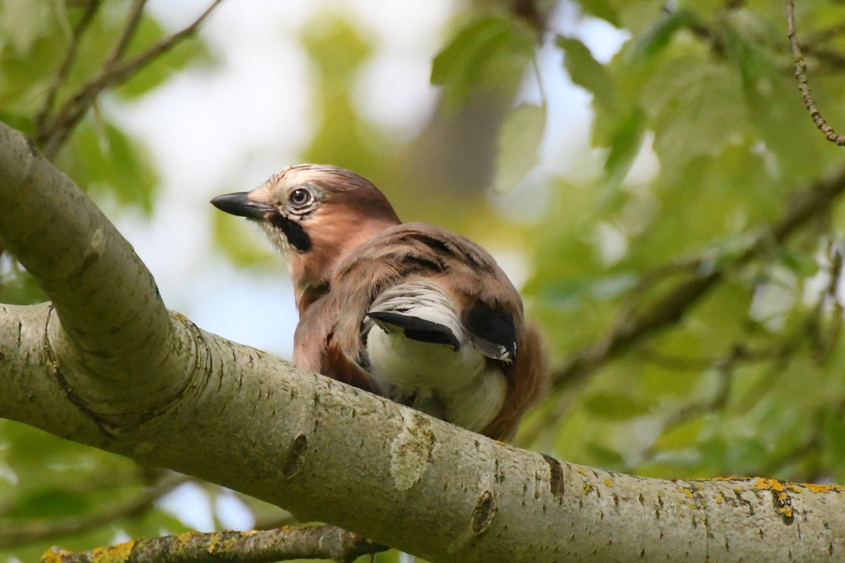 Eurasian Jay - ML619072703