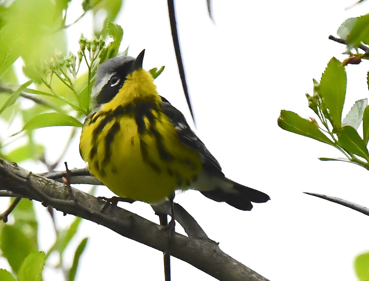 Magnolia Warbler - Kristen Cart