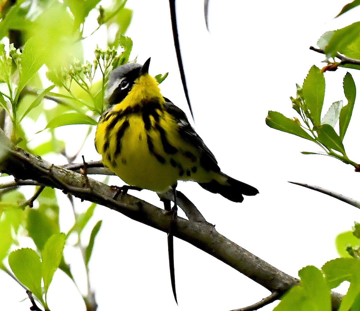 Magnolia Warbler - Kristen Cart