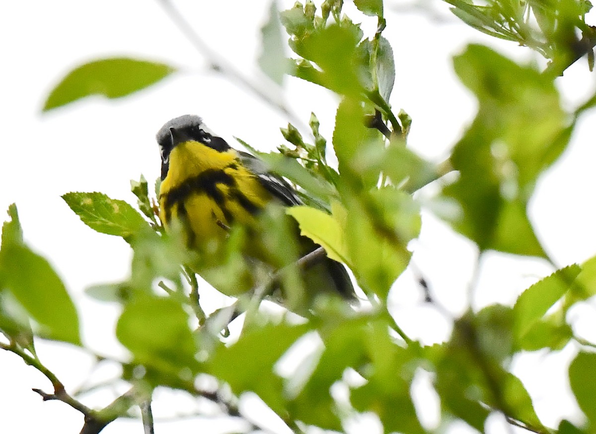 Magnolia Warbler - Kristen Cart