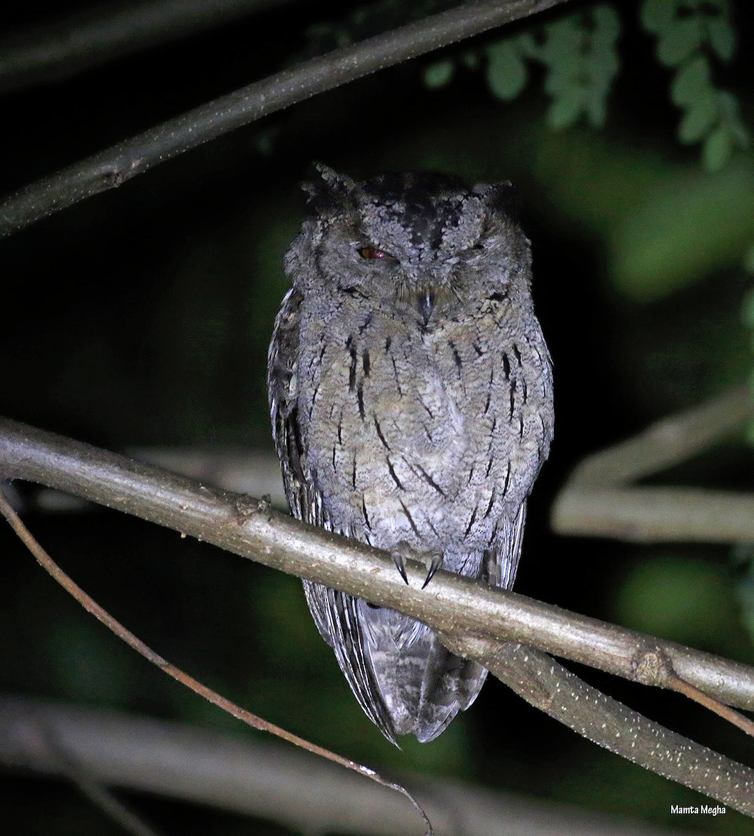 Indian Scops-Owl - Mamta Parmar