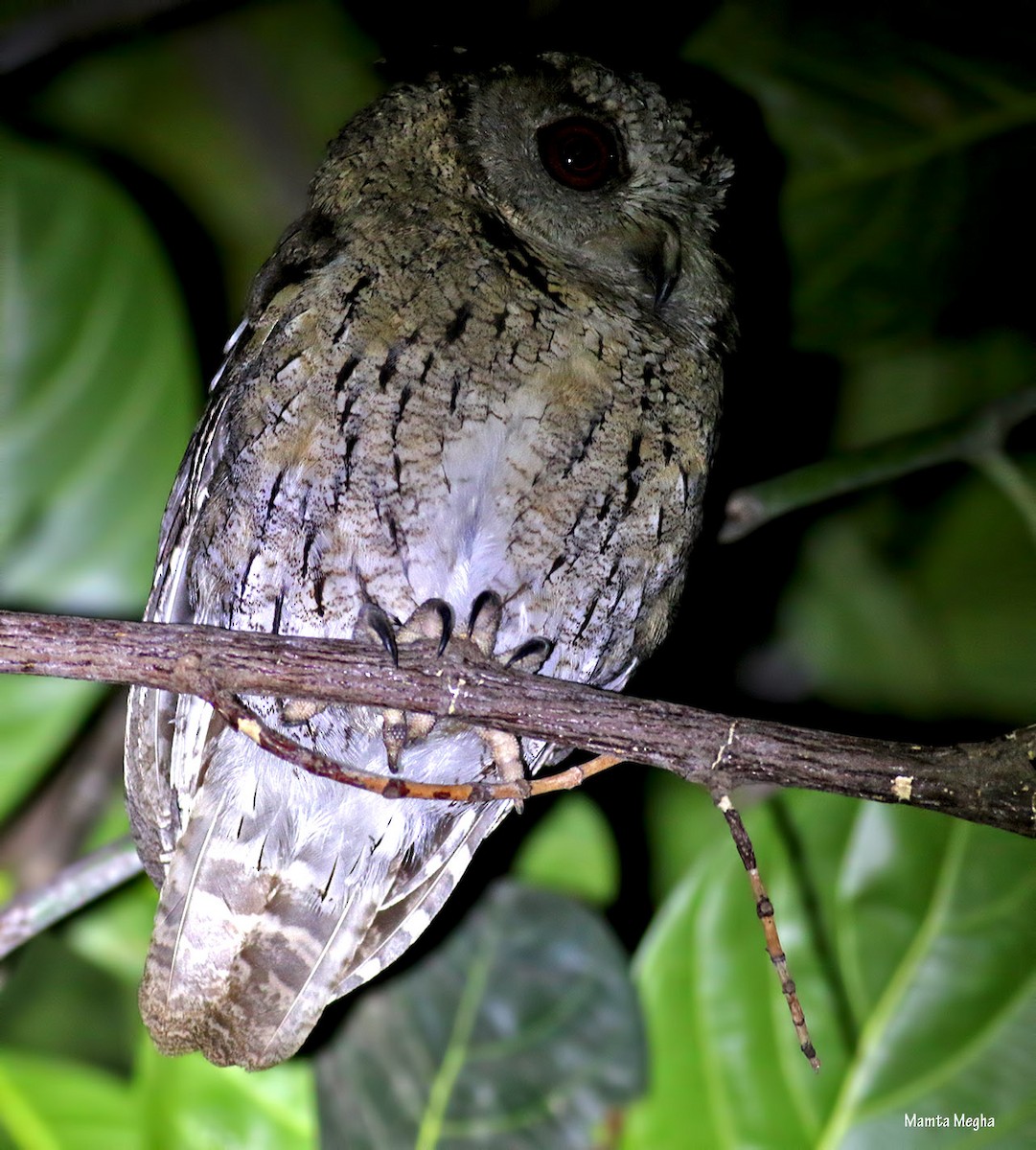 Indian Scops-Owl - ML619072717