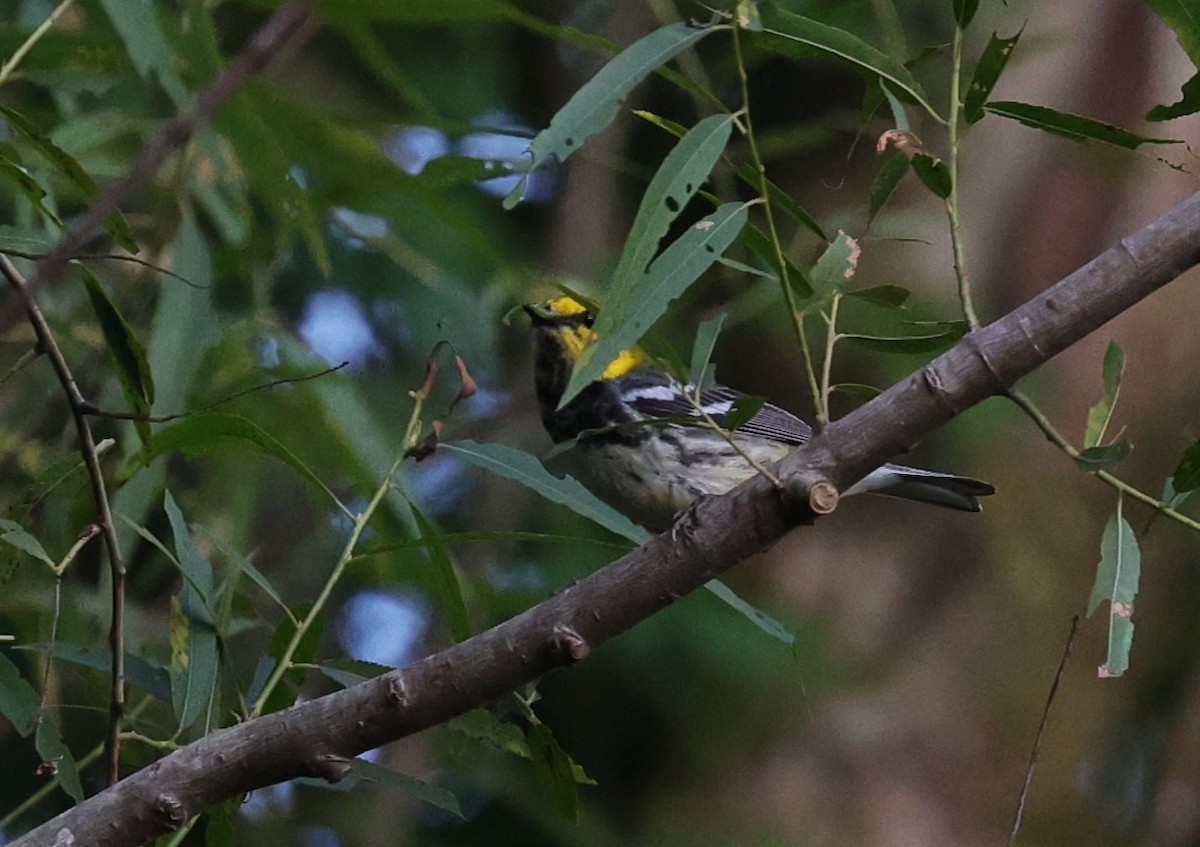 Black-throated Green Warbler - Margareta Wieser