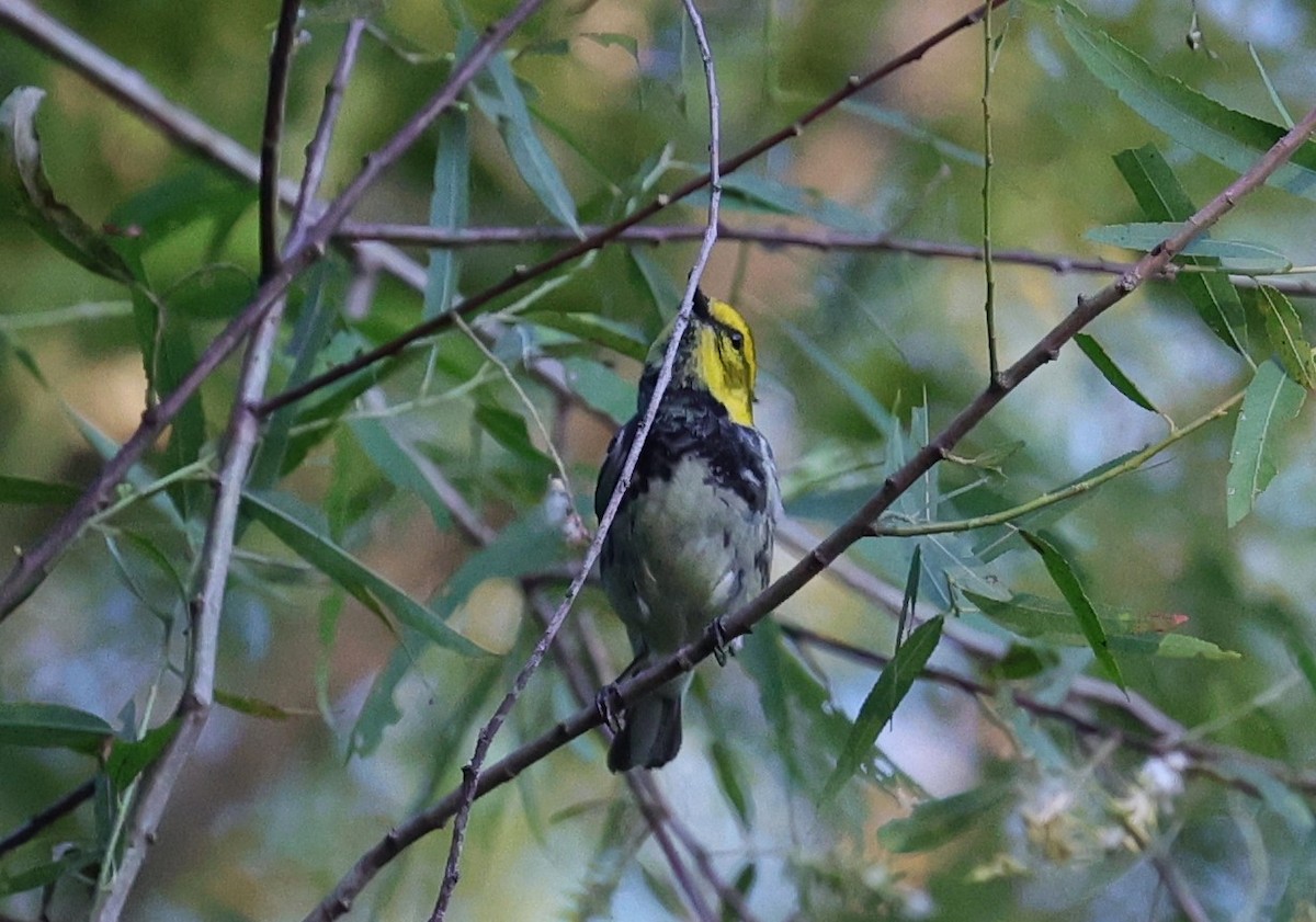 Black-throated Green Warbler - Margareta Wieser