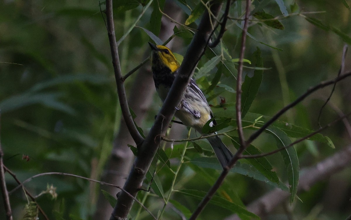 Black-throated Green Warbler - Margareta Wieser