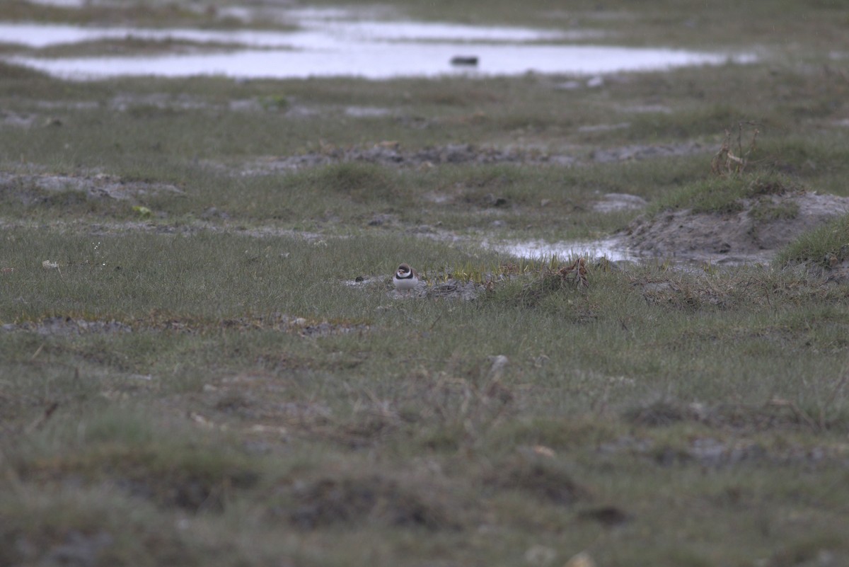 Semipalmated Plover - ML619072769