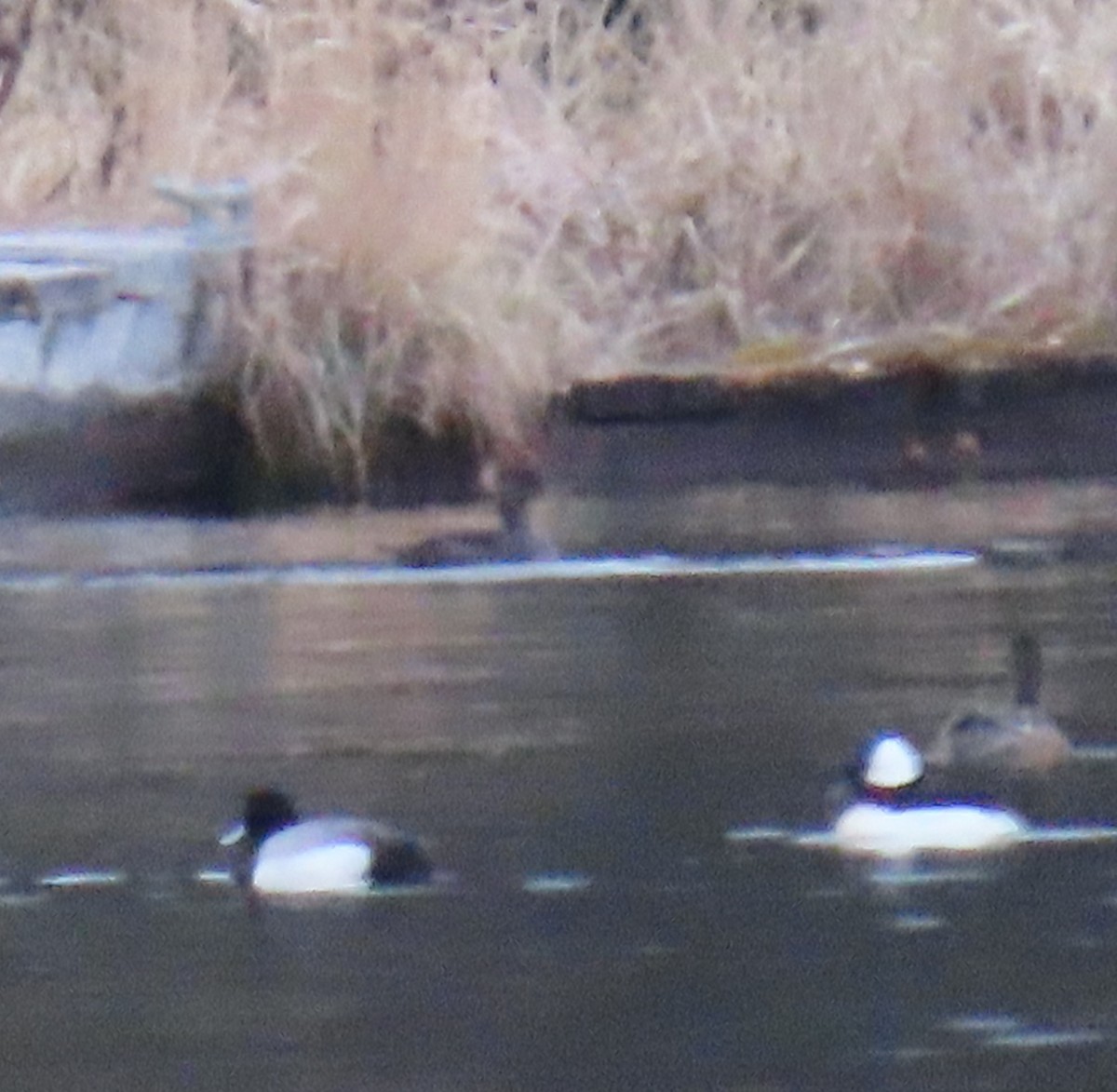 Hooded Merganser - ML619072783