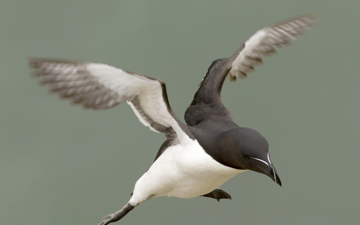 Razorbill - Bob  Wood