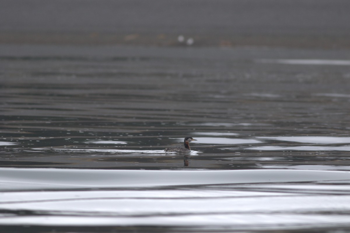 Red-necked Grebe - David Hanna