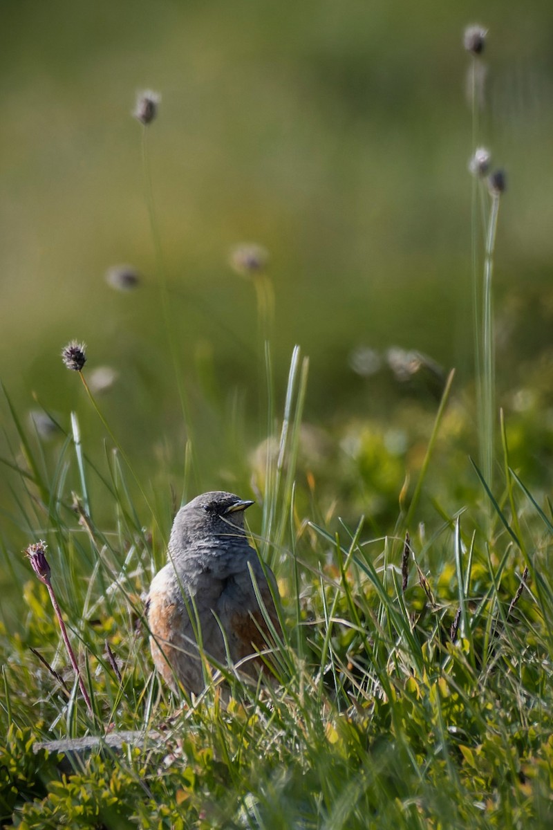 Alpine Accentor - john Butters