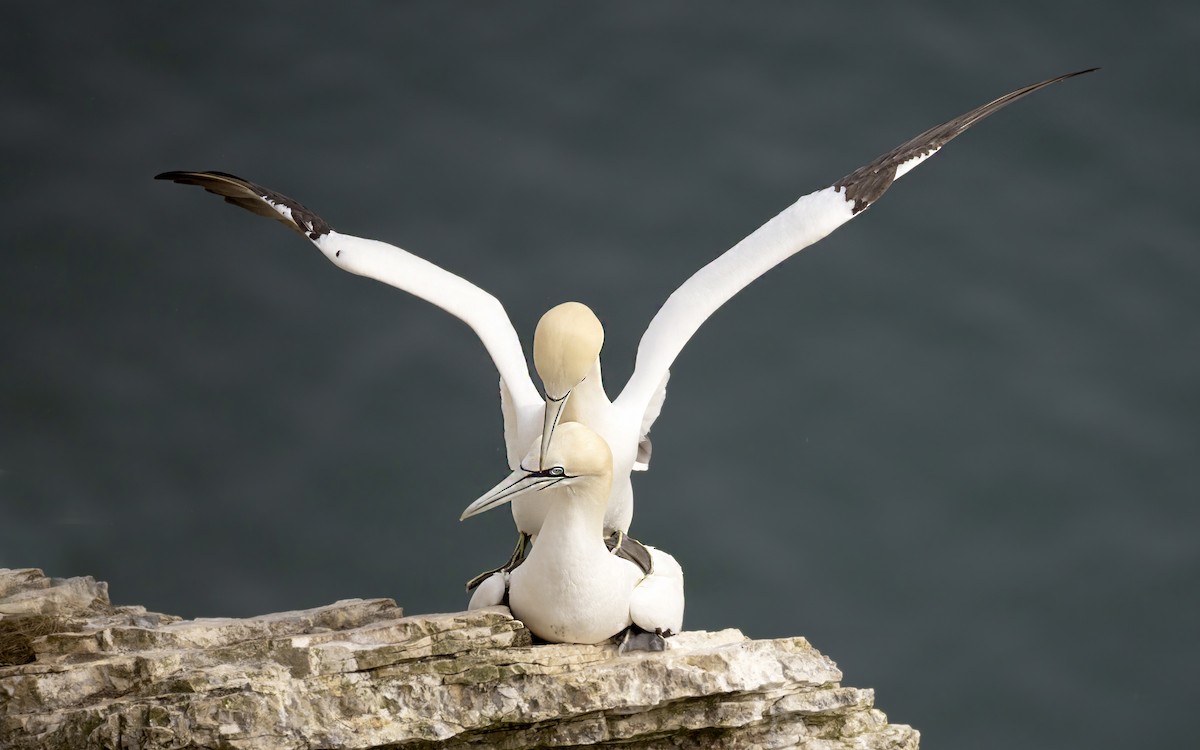 Northern Gannet - Bob  Wood