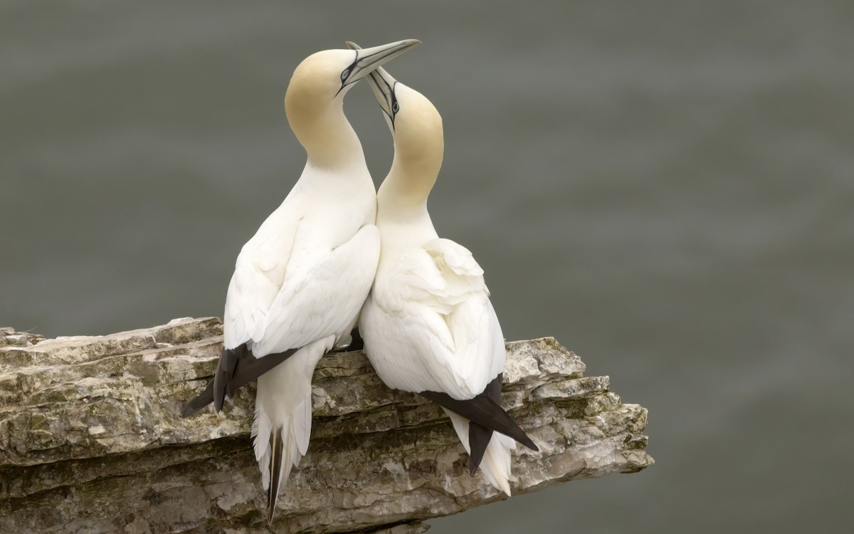 Northern Gannet - Bob  Wood