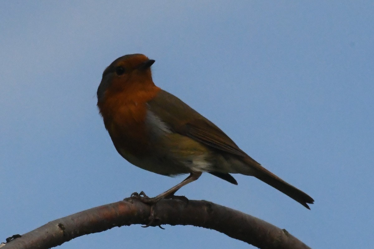 European Robin - ML619072831