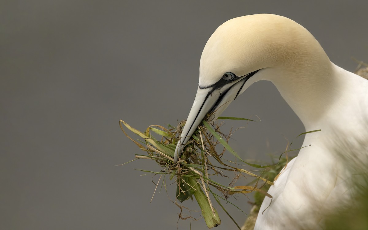 Northern Gannet - Bob  Wood