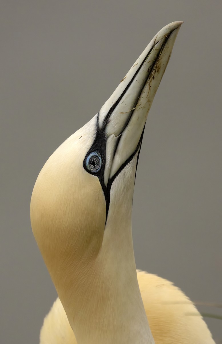 Northern Gannet - Bob  Wood