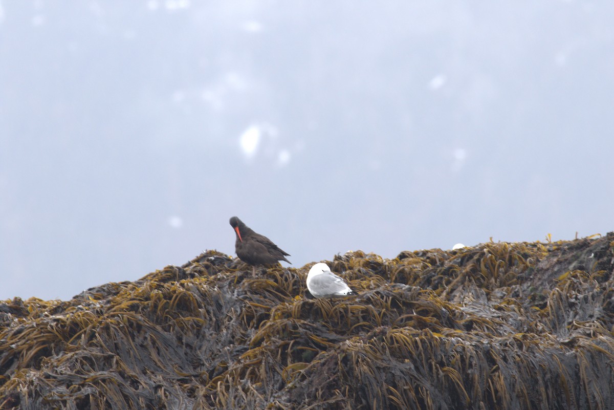 Black Oystercatcher - ML619072867