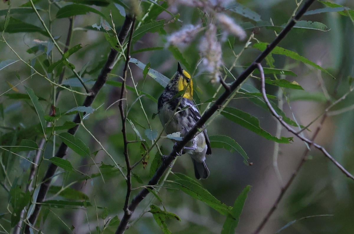 Black-throated Green Warbler - Margareta Wieser