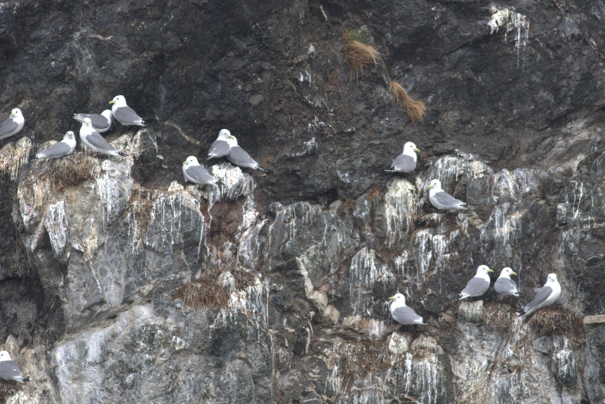 Black-legged Kittiwake - ML619072878