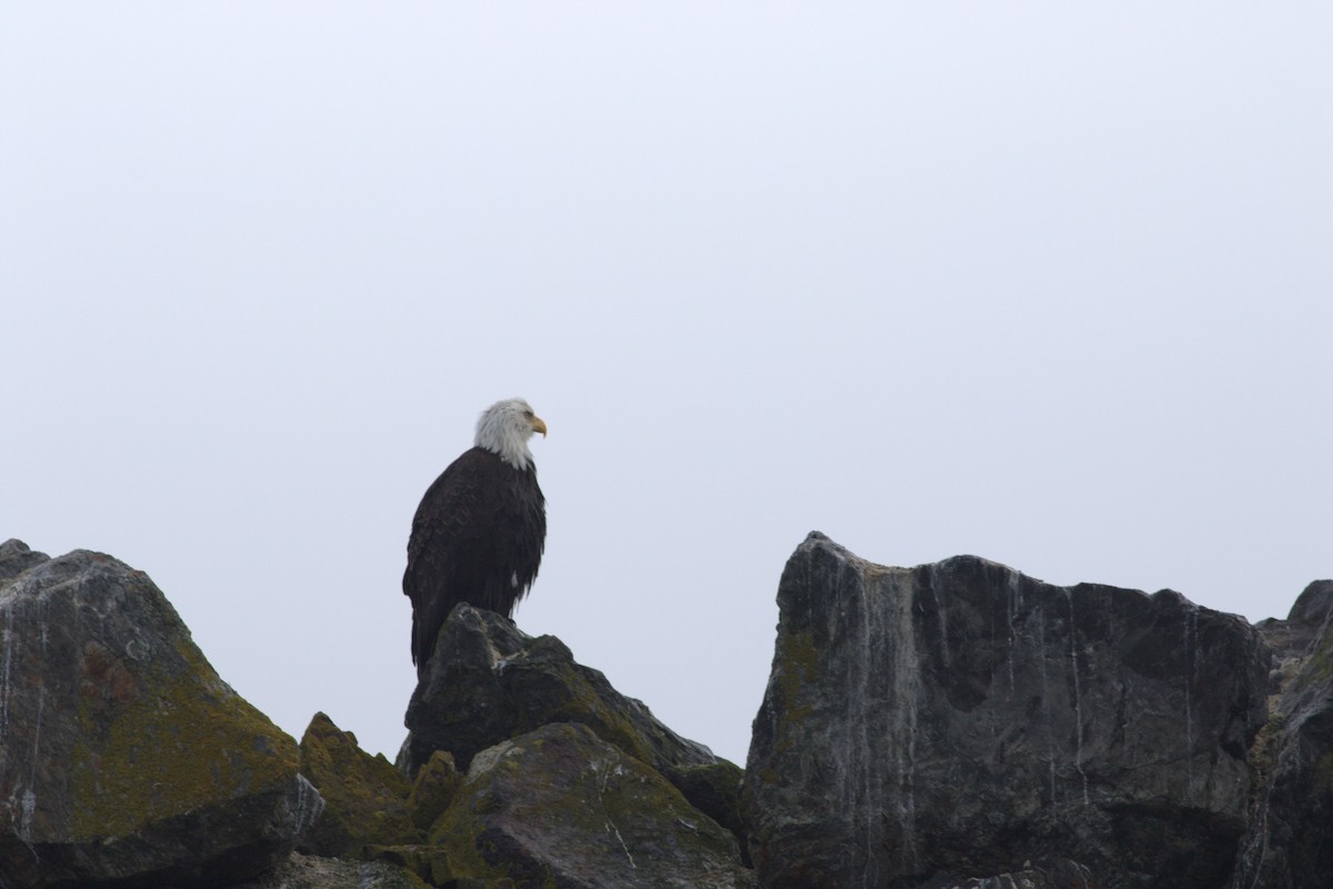 Bald Eagle - ML619072901